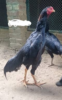 Aseel | Shamoo Aseel | High Quality Shamo | Shamoo Hens For Sale