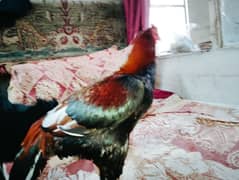 cock aseel murgha for sale