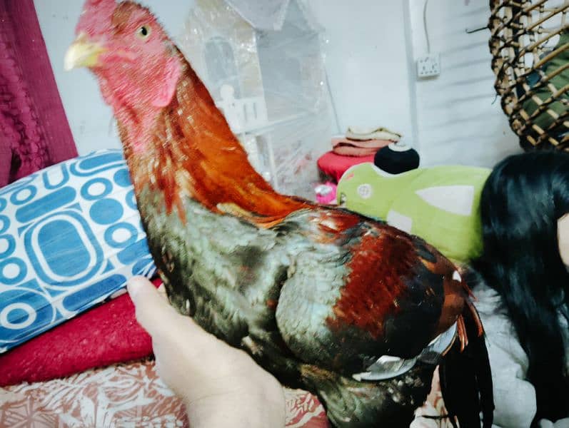 cock aseel murgha for sale 1