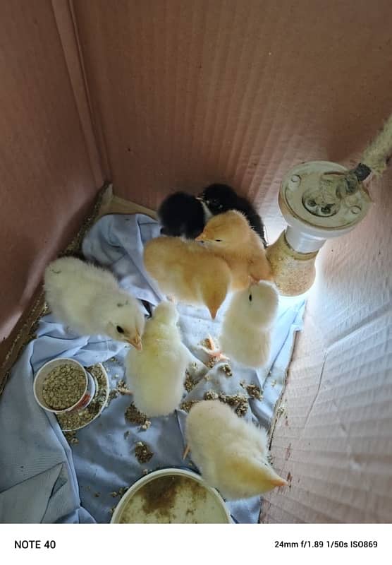 Australorp, Susex ring bird, Brown buff and Sultan Heritage Chicks 5