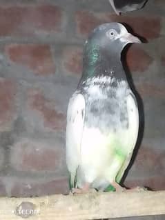 this is best this is the one best pigeon