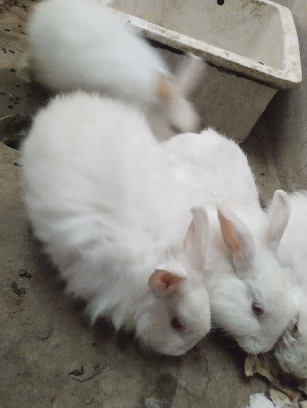 Angora red eyes. 1