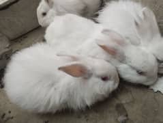 Angora red eyes.