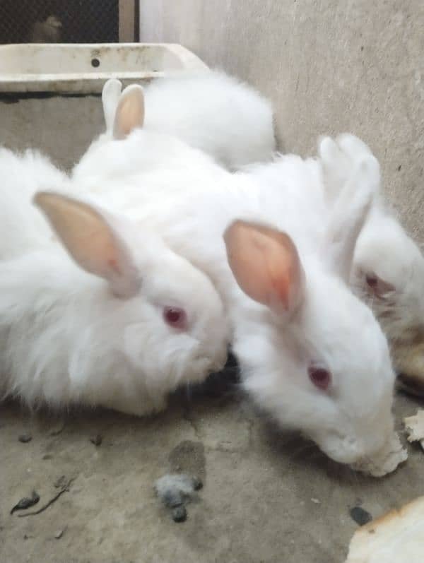 Angora red eyes. 2