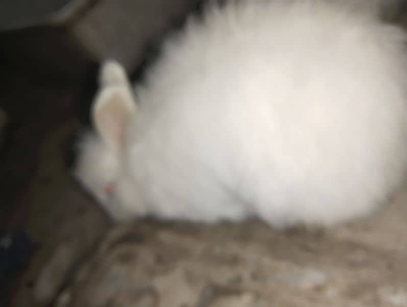 Angora red eyes. 5