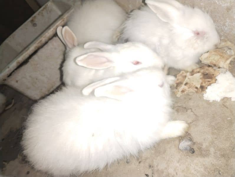 Angora red eyes. 6