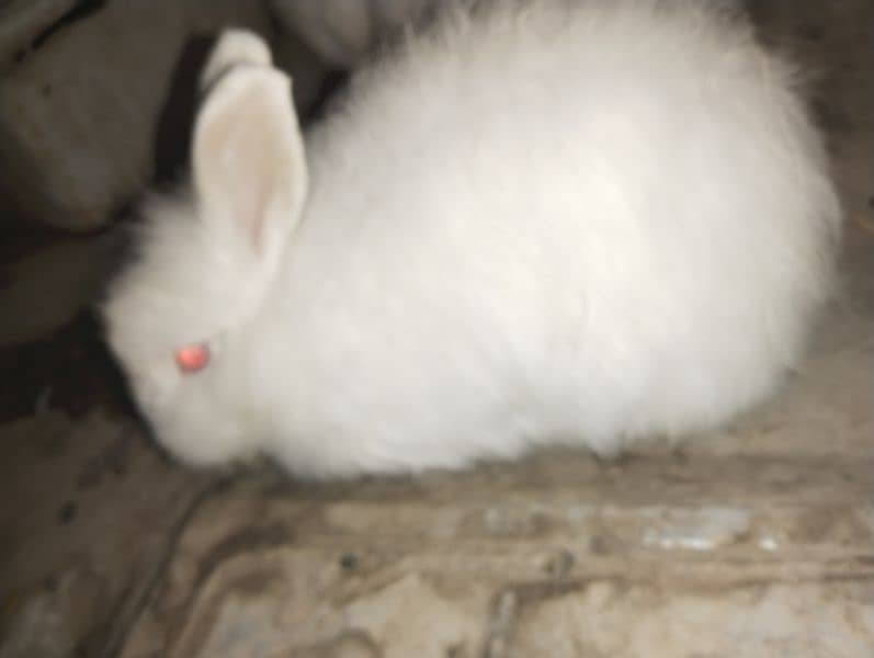 Angora red eyes. 7