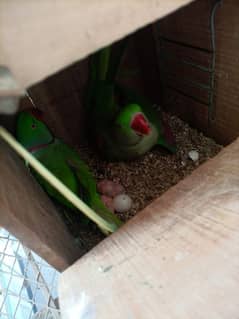 Pahari Breeder pair with chicks+ Cage & Box