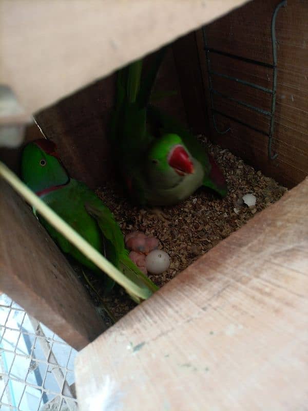 Pahari Breeder pair with chicks+ Cage & Box 0