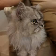 Simbo Pure Persian Pedigree