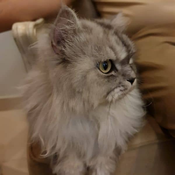 Simbo Pure Persian Pedigree 0