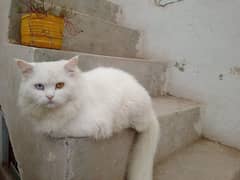 triple coat odd eyes male available for stud service 03058805062