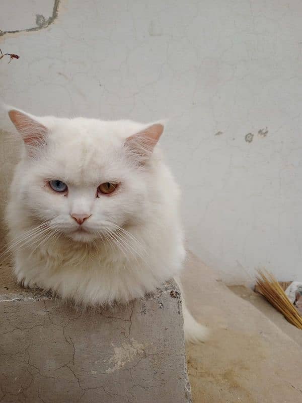 triple coat odd eyes male available for stud service 03058805062 1