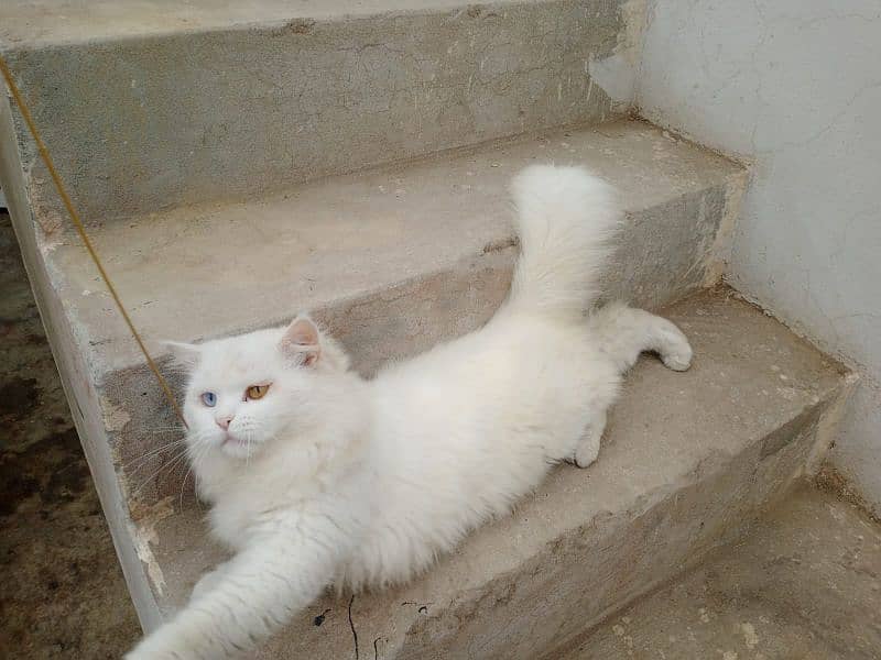 triple coat odd eyes male available for stud service 03058805062 2