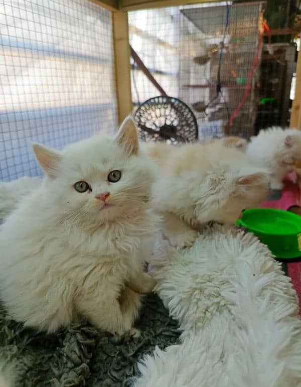 adult cats on adoption,Persian kittens for sale (03187351231 WhatsApp) 0