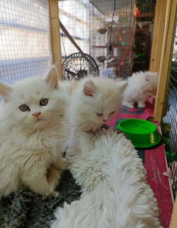 adult cats on adoption,Persian kittens for sale (03187351231 WhatsApp) 1