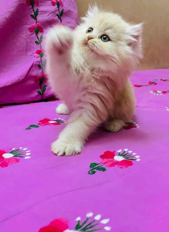 adult cats on adoption,Persian kittens for sale (03187351231 WhatsApp) 2