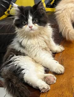 adult cats on adoption,Persian kittens for sale (03187351231 WhatsApp)