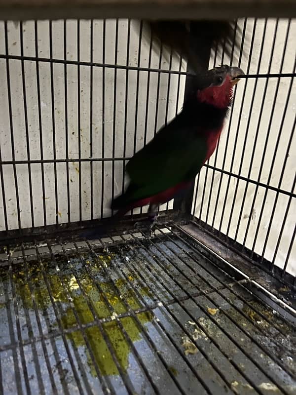 black cap Lorie/amzon/greyparrot/macaw 2