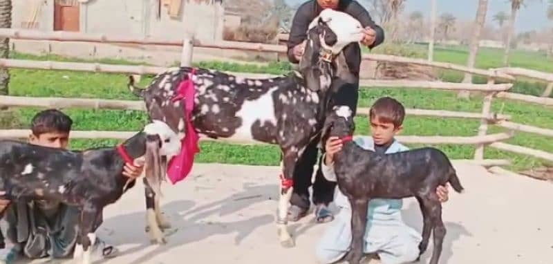 shera print 2 bache wali bakri for sale. 03378344583 2