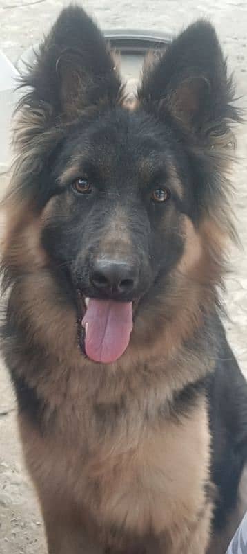 German shepherd Female good looking for sale 0