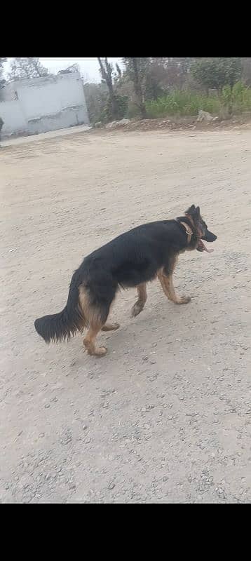 German shepherd Female good looking for sale 1