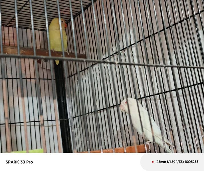 cage plus birds 3