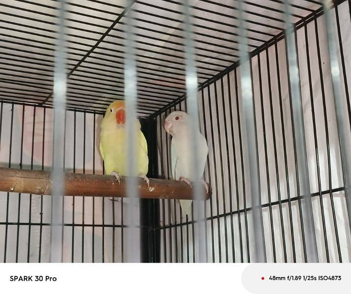 cage plus birds 8