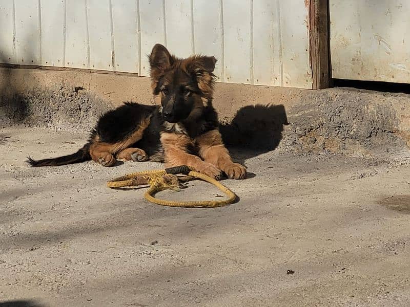 Top quality  German Shepherd puppy  for sale WhatsApp 03287625932 0