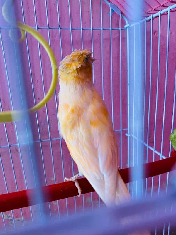 Canary Light Orange 0