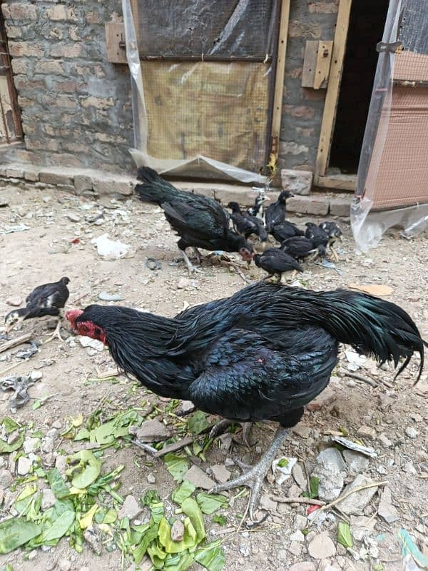 Pure thai Chicks for sale 3500 each. 2