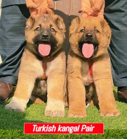 Turkish Kangal dog |  alabhi puppies|security dog |  king alabhi puppy 1