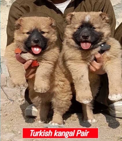 Turkish Kangal dog |  alabhi puppies|security dog |  king alabhi puppy 2