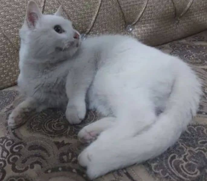 persian cat for sale 0