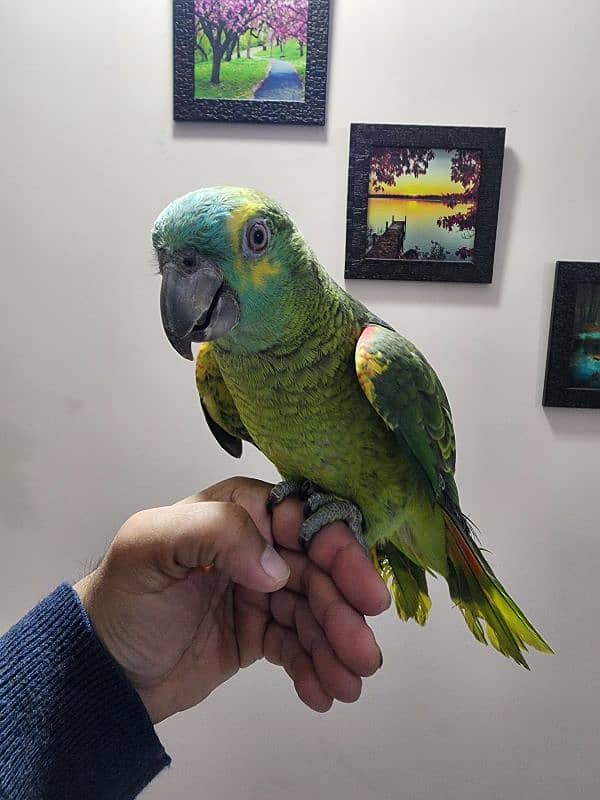 Triton Chick & Breeder Female, Blue Fronted Amazon, Red Molucan Lory 3