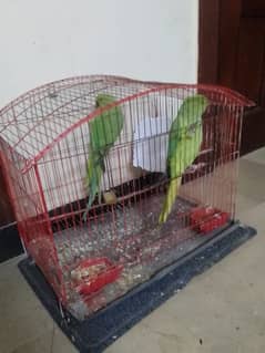 Parrot for sale