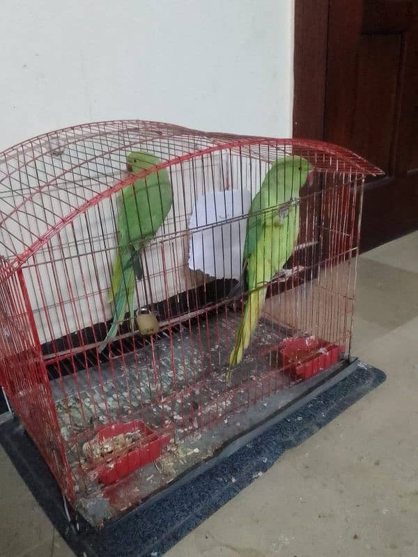 Parrot for sale 1