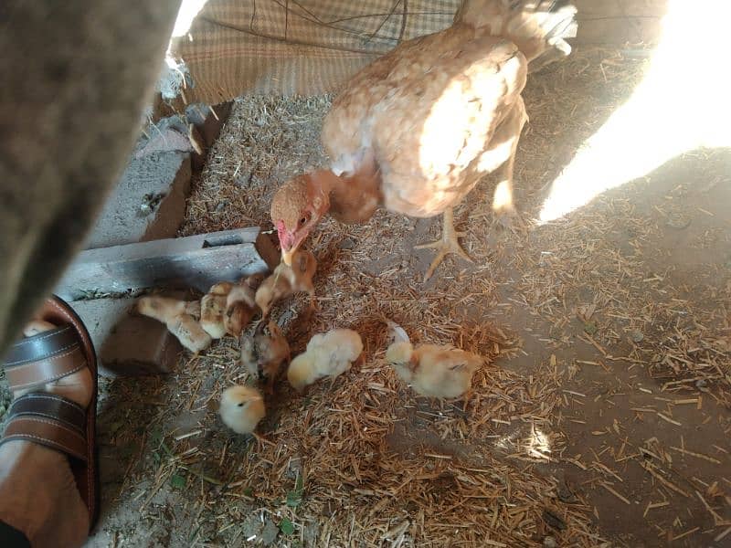 Hen with chicks 1