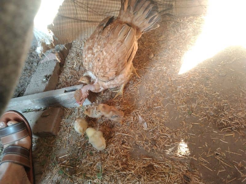 Hen with chicks 2