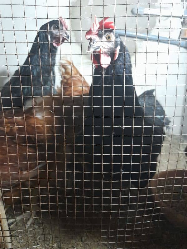 aseel or lohman chicks for sale 03491300159 1