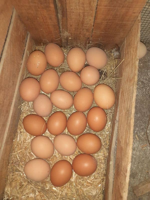 aseel or lohman chicks for sale 03491300159 3