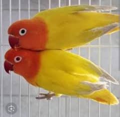 Latino Parsnata Breeder Pair