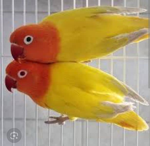 Latino Parsnata Breeder Pair 0