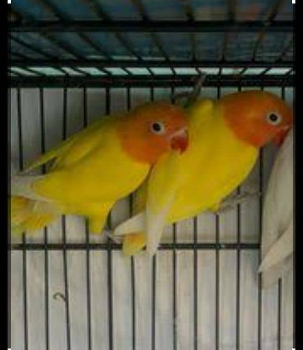 Latino Parsnata Breeder Pair 1