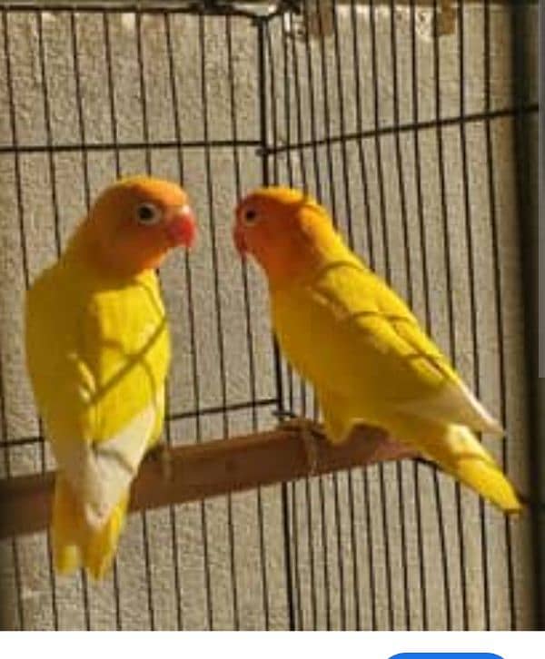 Latino Parsnata Breeder Pair 2