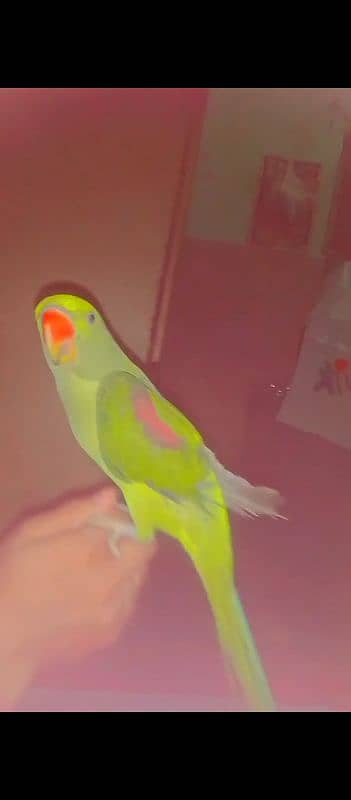 Raw Parrot 0