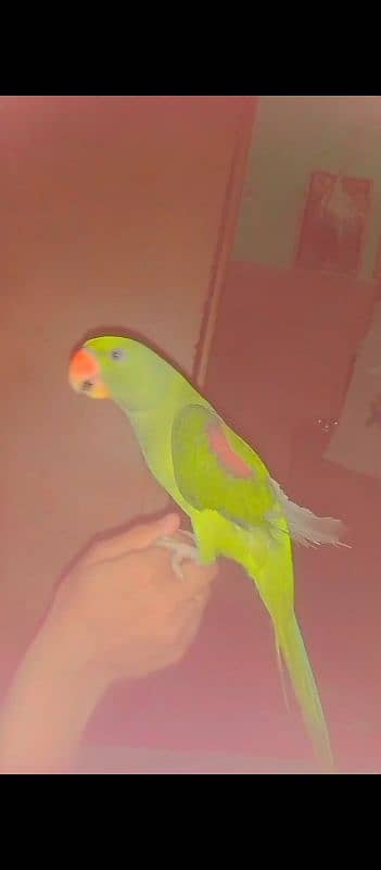 Raw Parrot 1