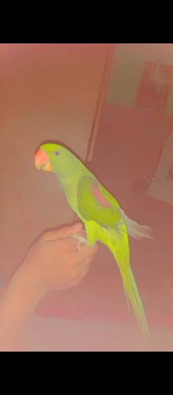 Raw Parrot 2