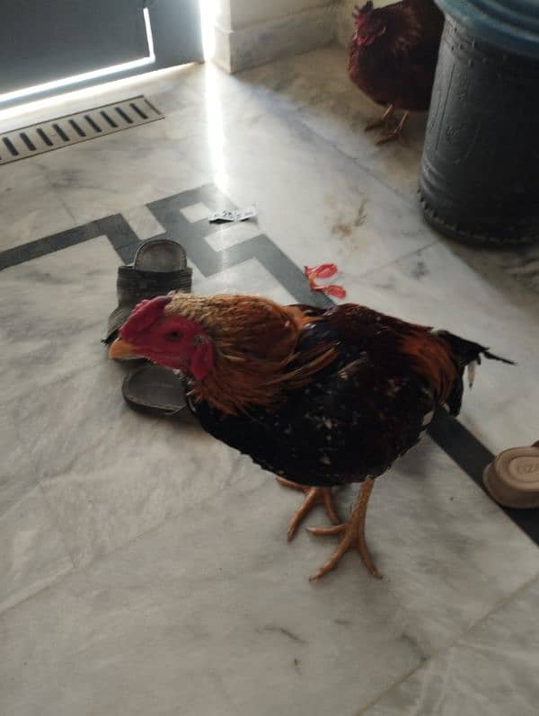 Sindhi aseel rooster for sale 0