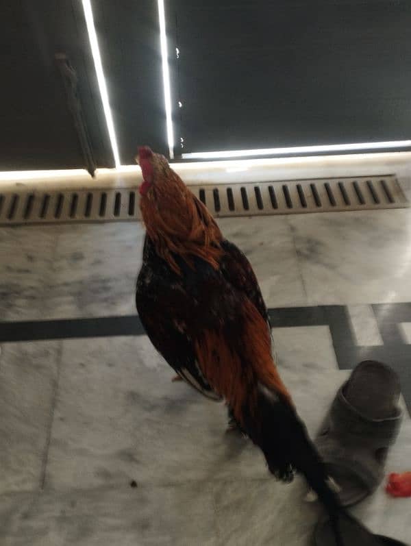 Sindhi aseel rooster for sale 1